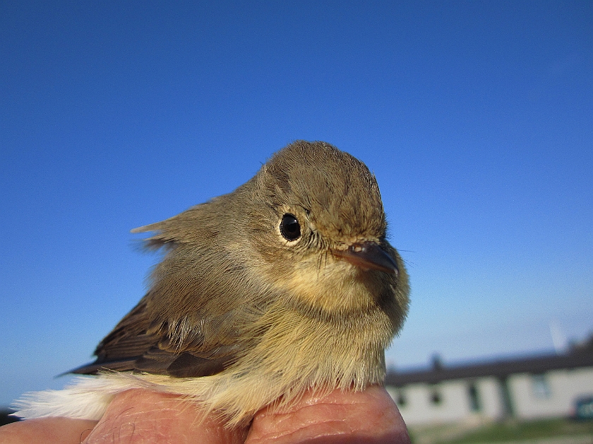 Red-breasted flycatcher, Sundre 20120829